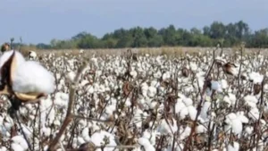 سعر قنطار القطن اليوم يشهد ارتفاعًا في المزادات الرسمية مع انطلاق موسم التداول الجديد